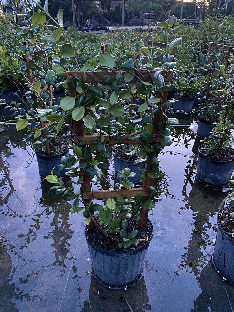 trachelospermum-jasminoides-confederate-jasmine