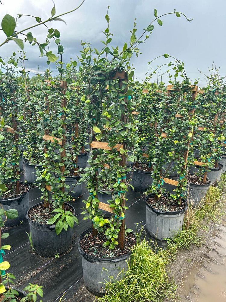 trachelospermum-jasminoides-confederate-jasmine