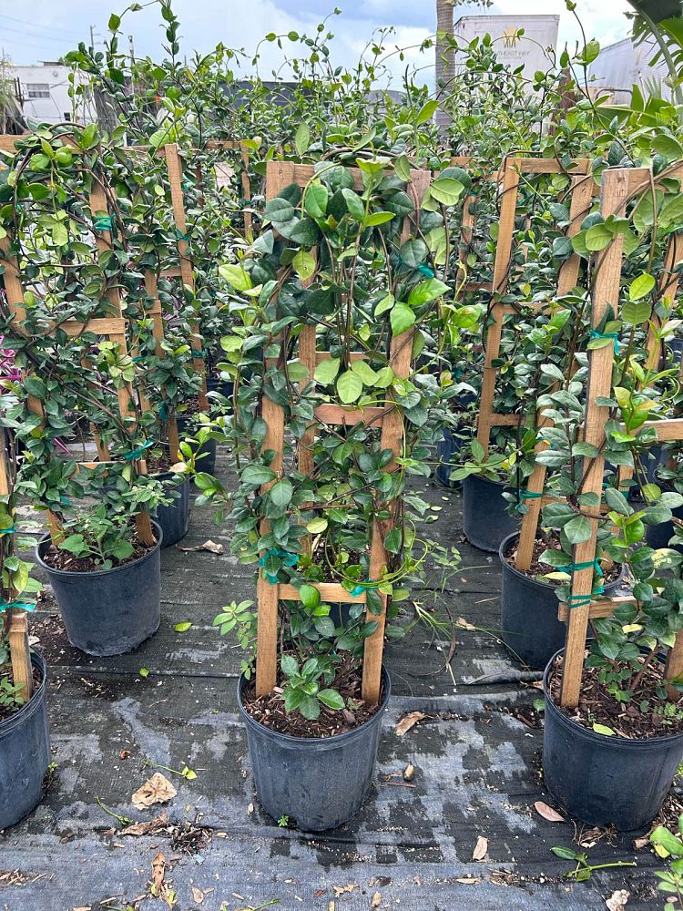 trachelospermum-jasminoides-confederate-jasmine
