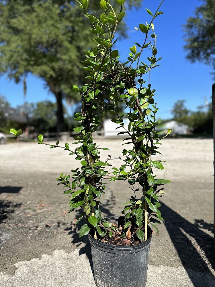 trachelospermum-jasminoides-confederate-jasmine