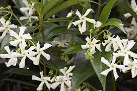 trachelospermum-jasminoides-confederate-jasmine