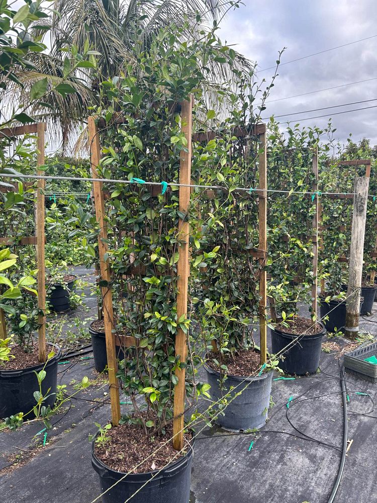 trachelospermum-jasminoides-confederate-jasmine