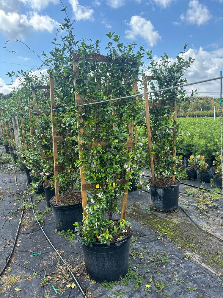 trachelospermum-jasminoides-confederate-jasmine