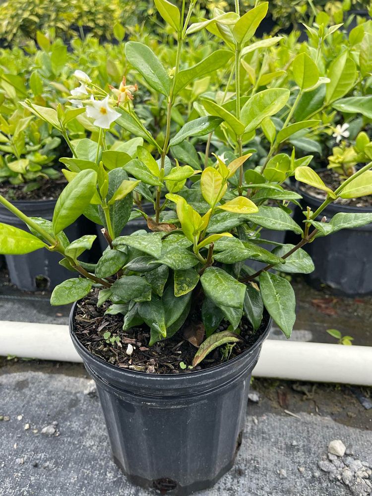 trachelospermum-jasminoides-confederate-jasmine