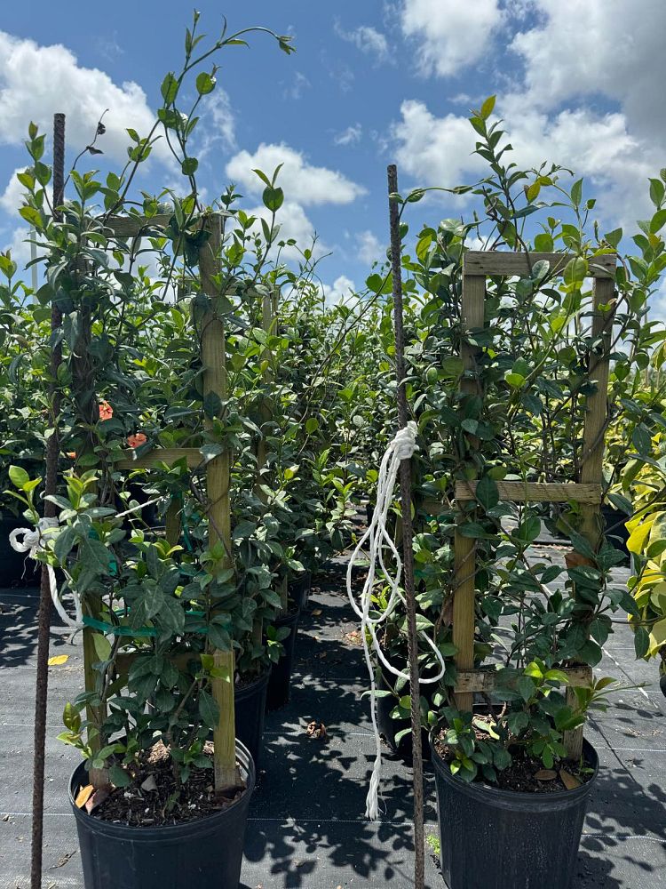trachelospermum-jasminoides-confederate-jasmine