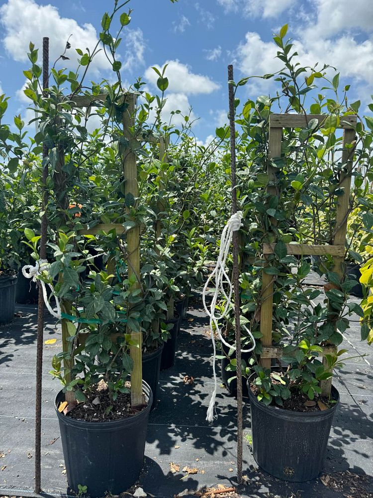 trachelospermum-jasminoides-confederate-jasmine