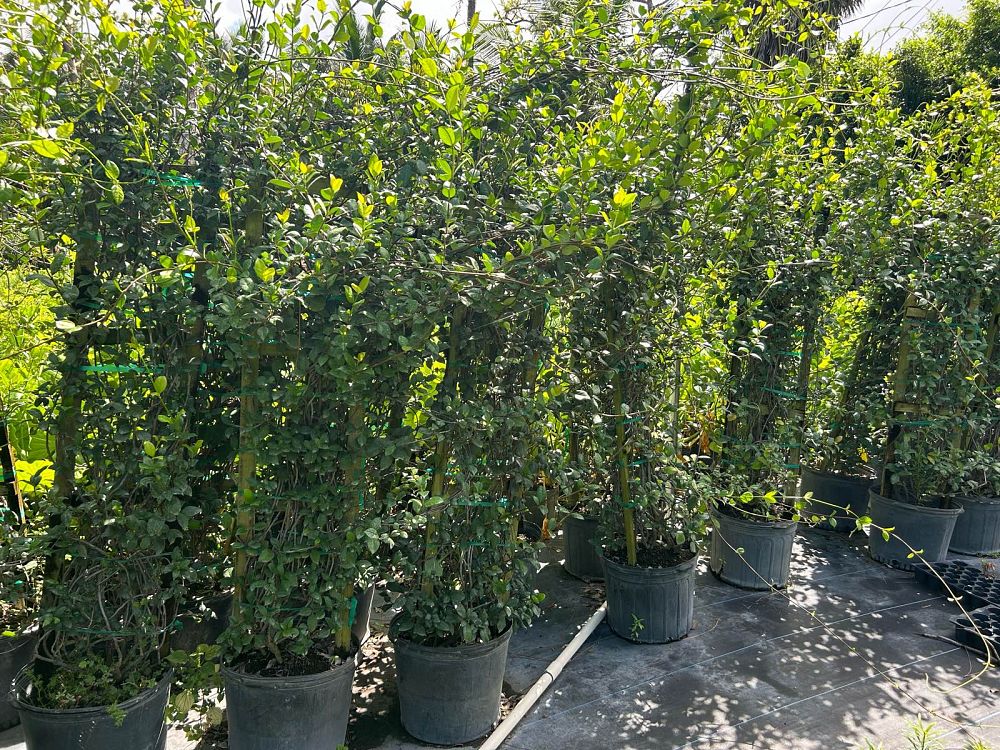 trachelospermum-jasminoides-confederate-jasmine
