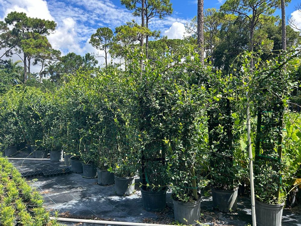 trachelospermum-jasminoides-confederate-jasmine