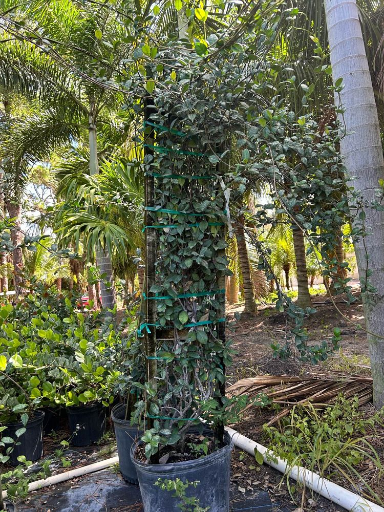 trachelospermum-jasminoides-confederate-jasmine