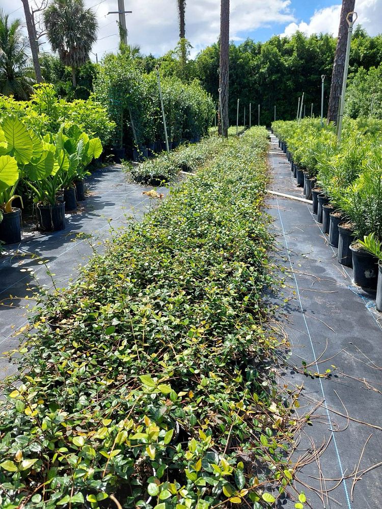 trachelospermum-jasminoides-confederate-jasmine