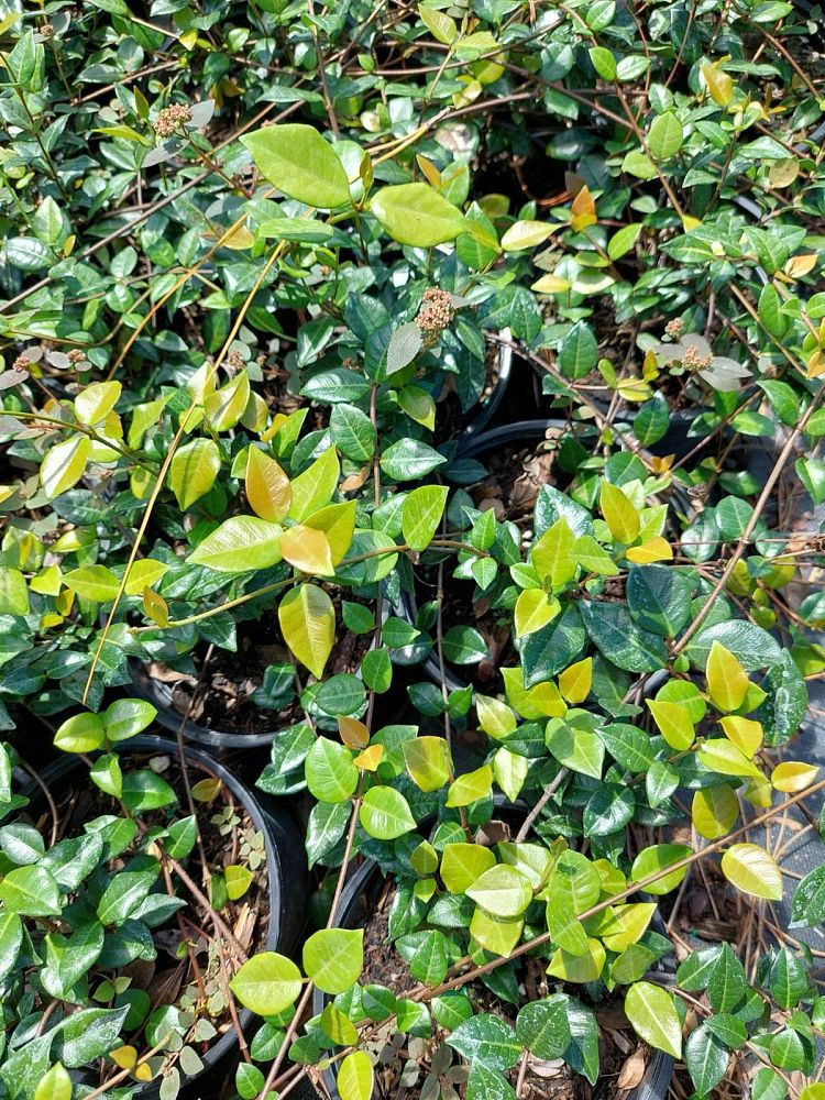 trachelospermum-jasminoides-confederate-jasmine