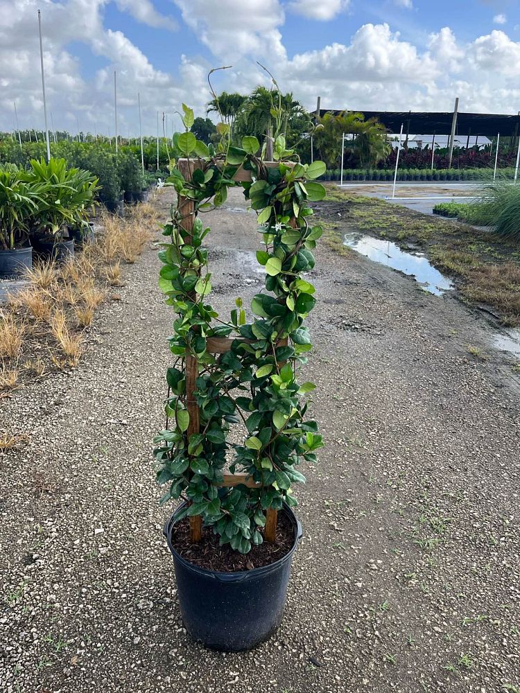 trachelospermum-jasminoides-confederate-jasmine