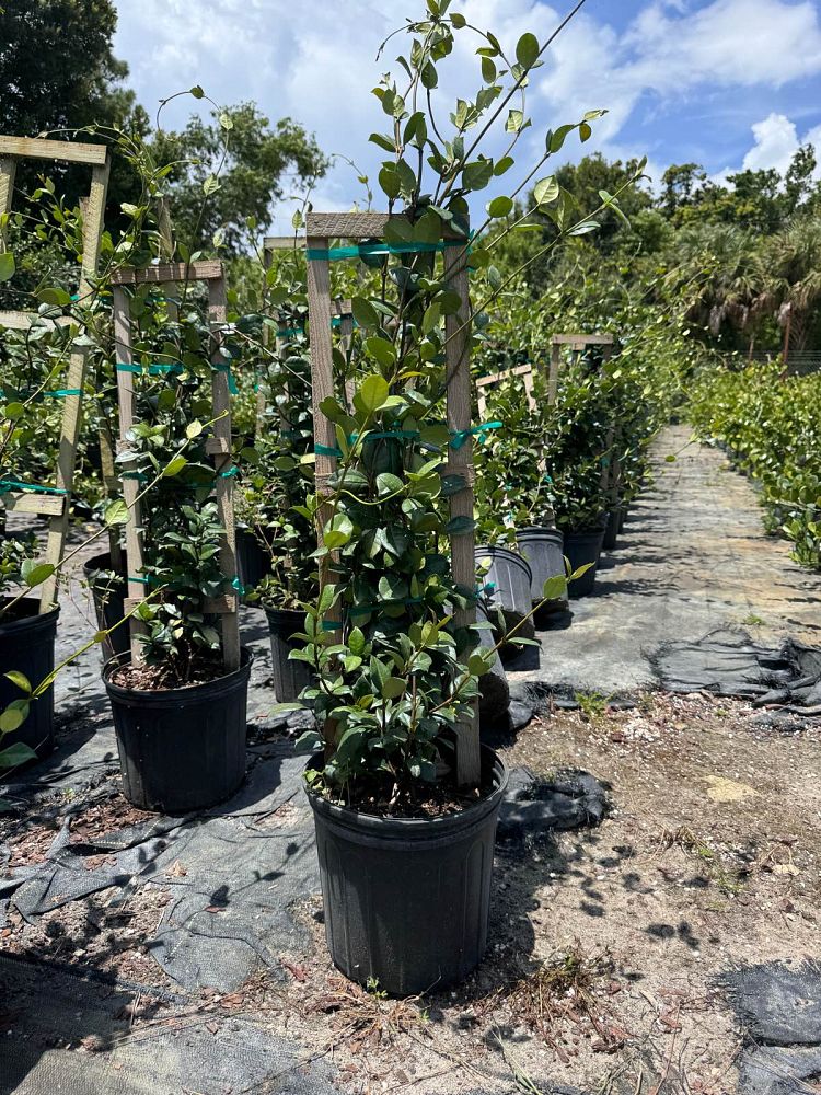 trachelospermum-jasminoides-confederate-jasmine