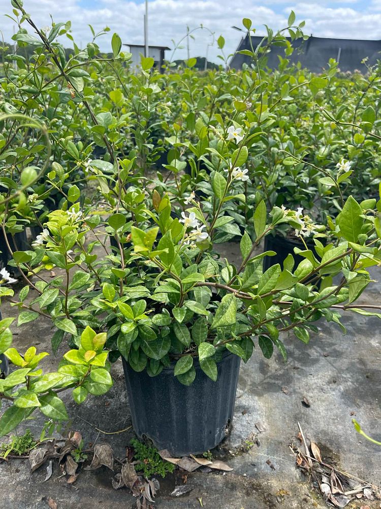 trachelospermum-jasminoides-confederate-jasmine