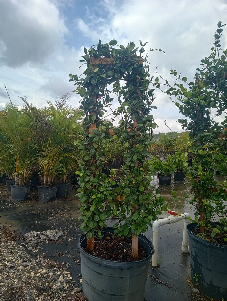 trachelospermum-jasminoides-confederate-jasmine
