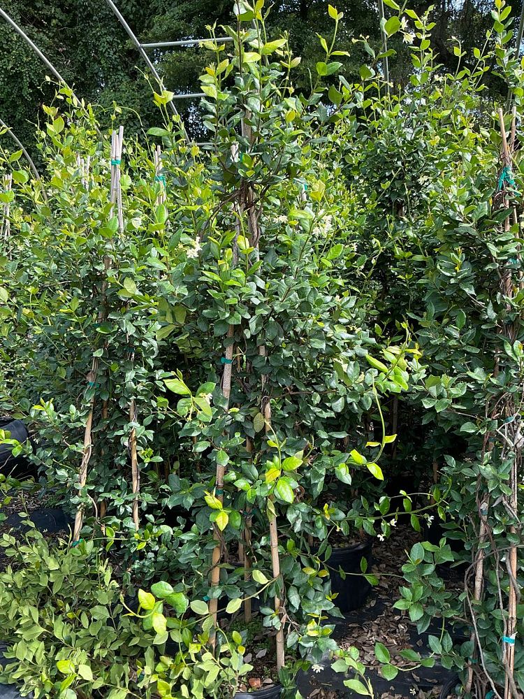 trachelospermum-jasminoides-confederate-jasmine