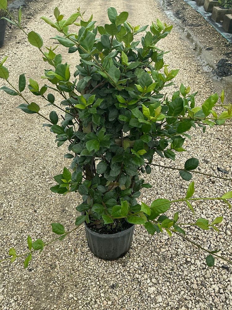 trachelospermum-jasminoides-confederate-jasmine