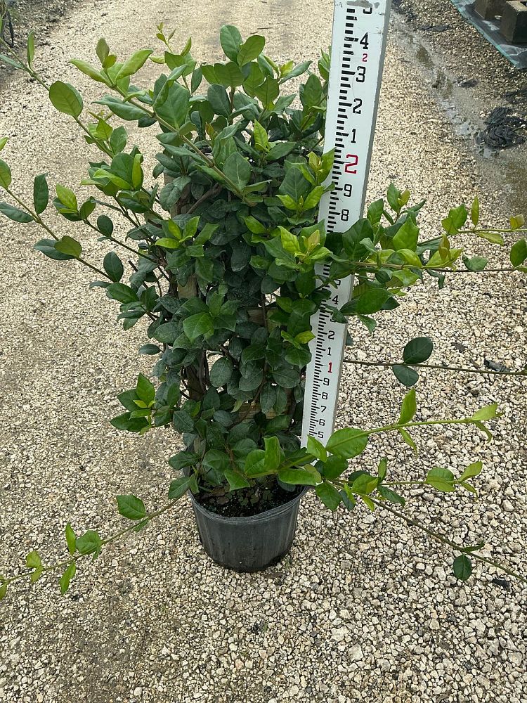 trachelospermum-jasminoides-confederate-jasmine