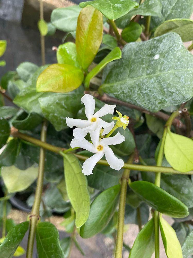 trachelospermum-jasminoides-confederate-jasmine