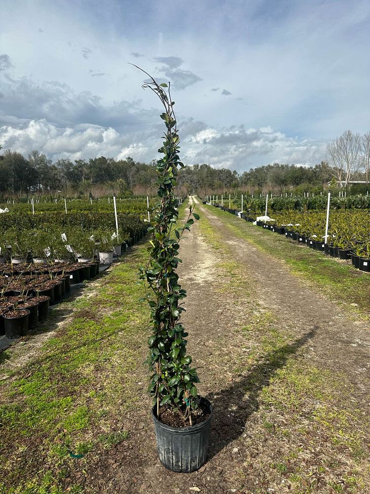 trachelospermum-jasminoides-confederate-jasmine