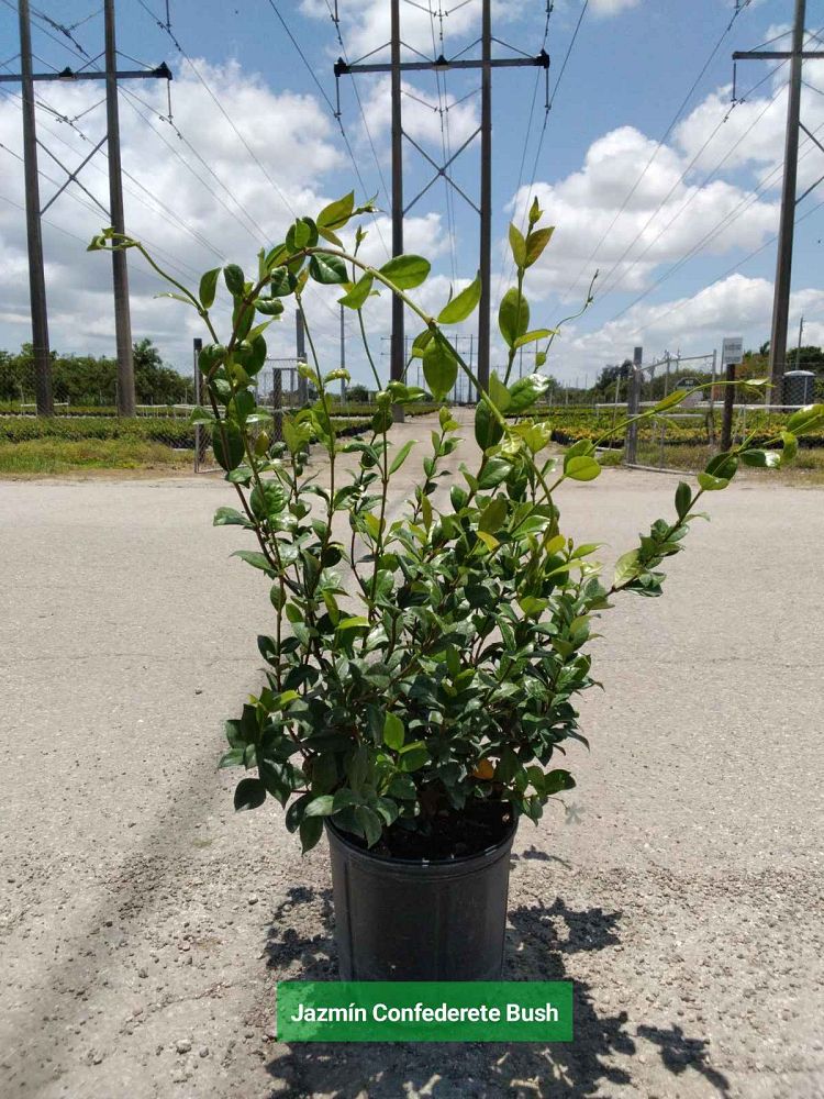 trachelospermum-jasminoides-confederate-jasmine