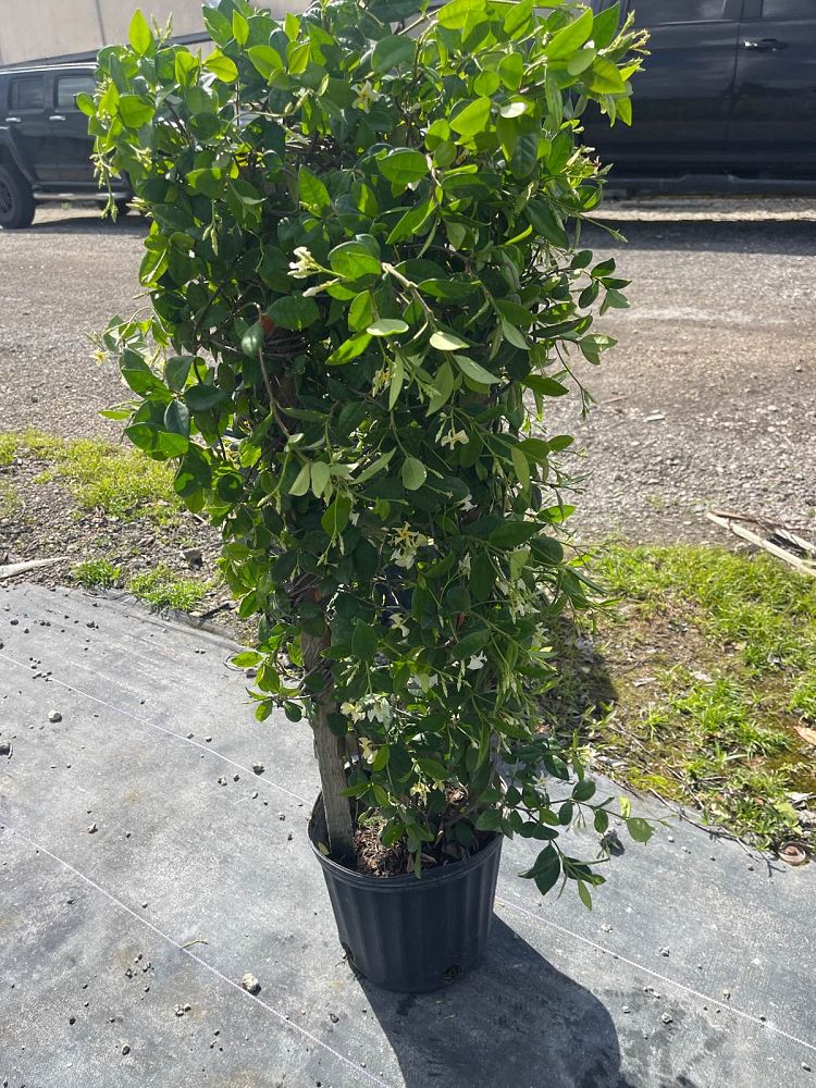 trachelospermum-jasminoides-confederate-jasmine