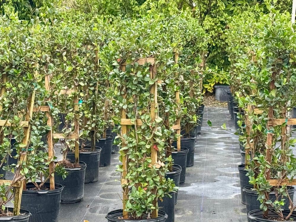 trachelospermum-jasminoides-confederate-jasmine