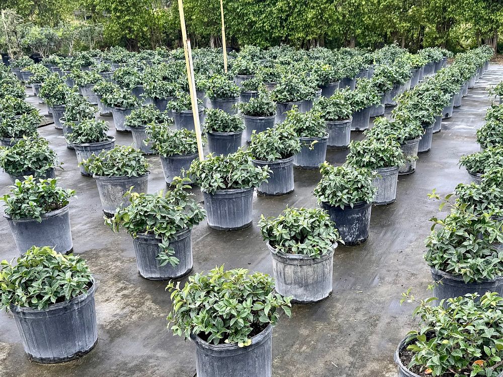 trachelospermum-jasminoides-confederate-jasmine