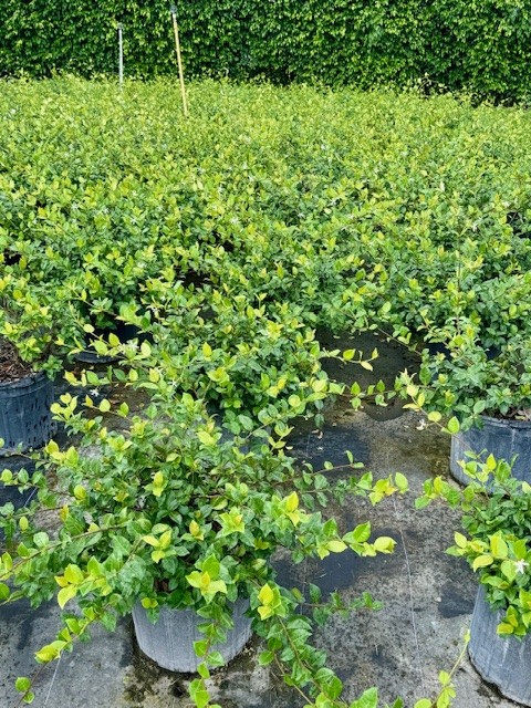 trachelospermum-jasminoides-confederate-jasmine