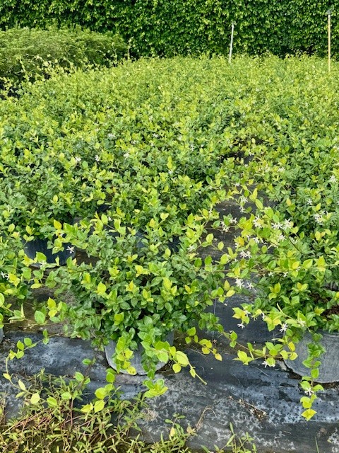 trachelospermum-jasminoides-confederate-jasmine
