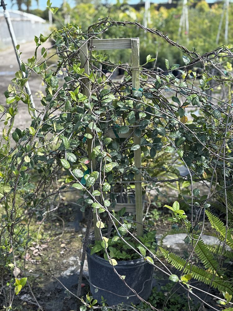 trachelospermum-jasminoides-confederate-jasmine