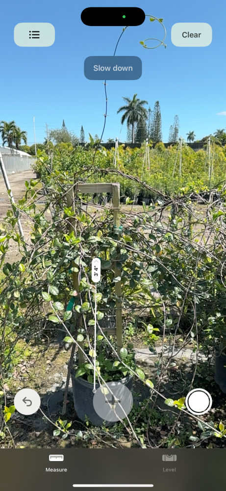 trachelospermum-jasminoides-confederate-jasmine