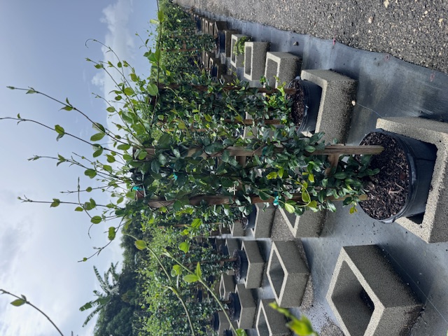 trachelospermum-jasminoides-confederate-jasmine