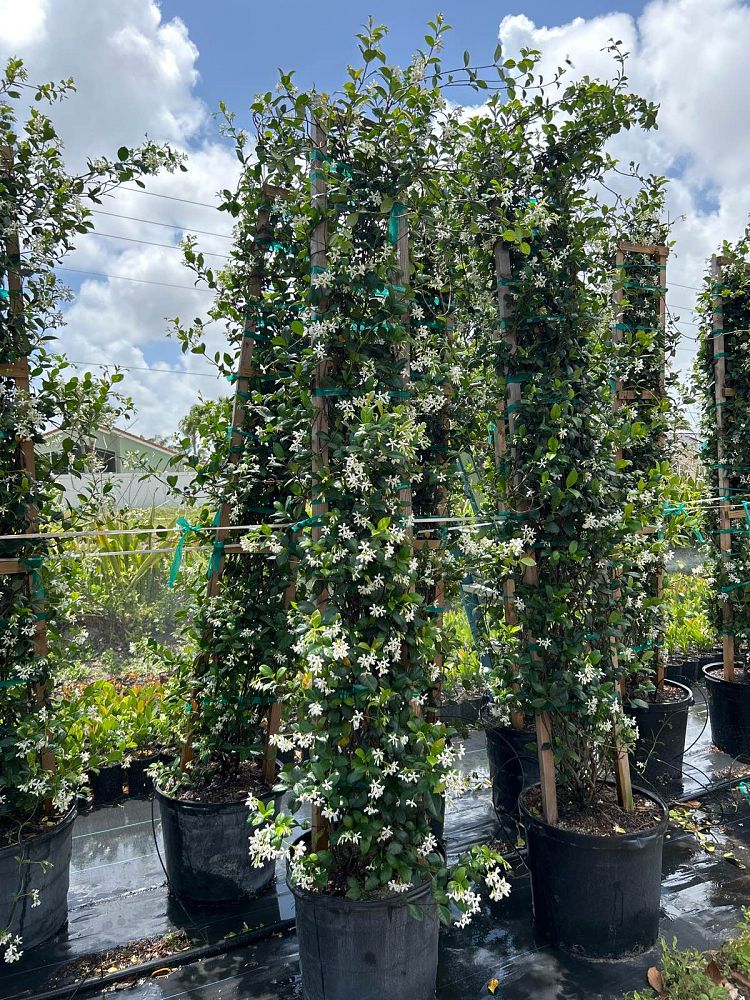 trachelospermum-jasminoides-confederate-jasmine