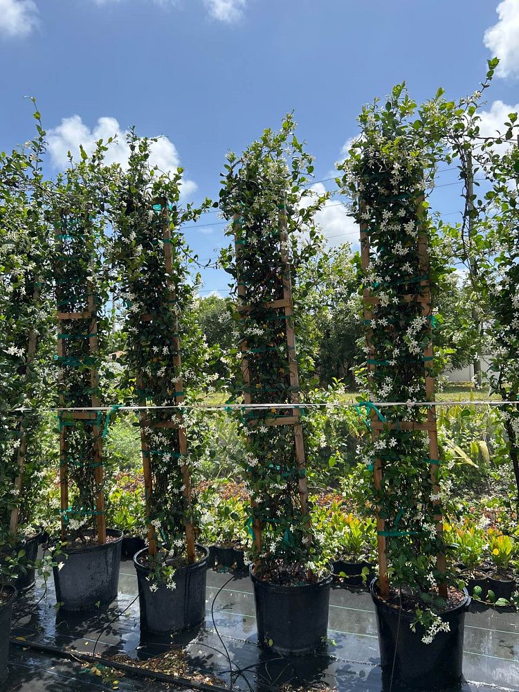 trachelospermum-jasminoides-confederate-jasmine
