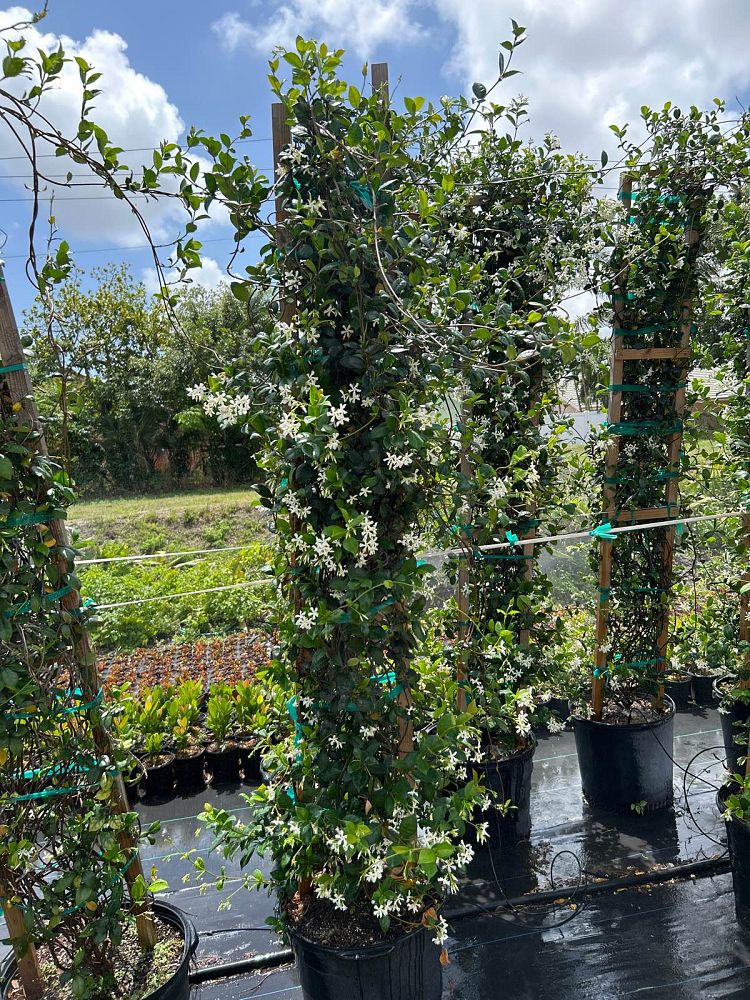 trachelospermum-jasminoides-confederate-jasmine