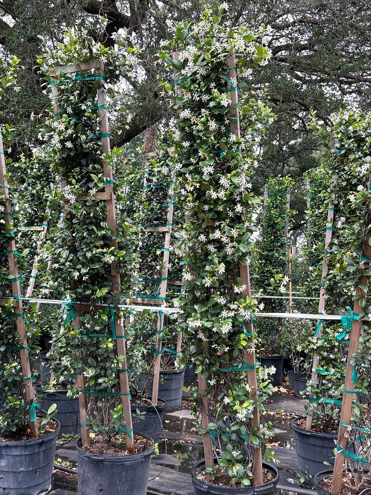 trachelospermum-jasminoides-confederate-jasmine