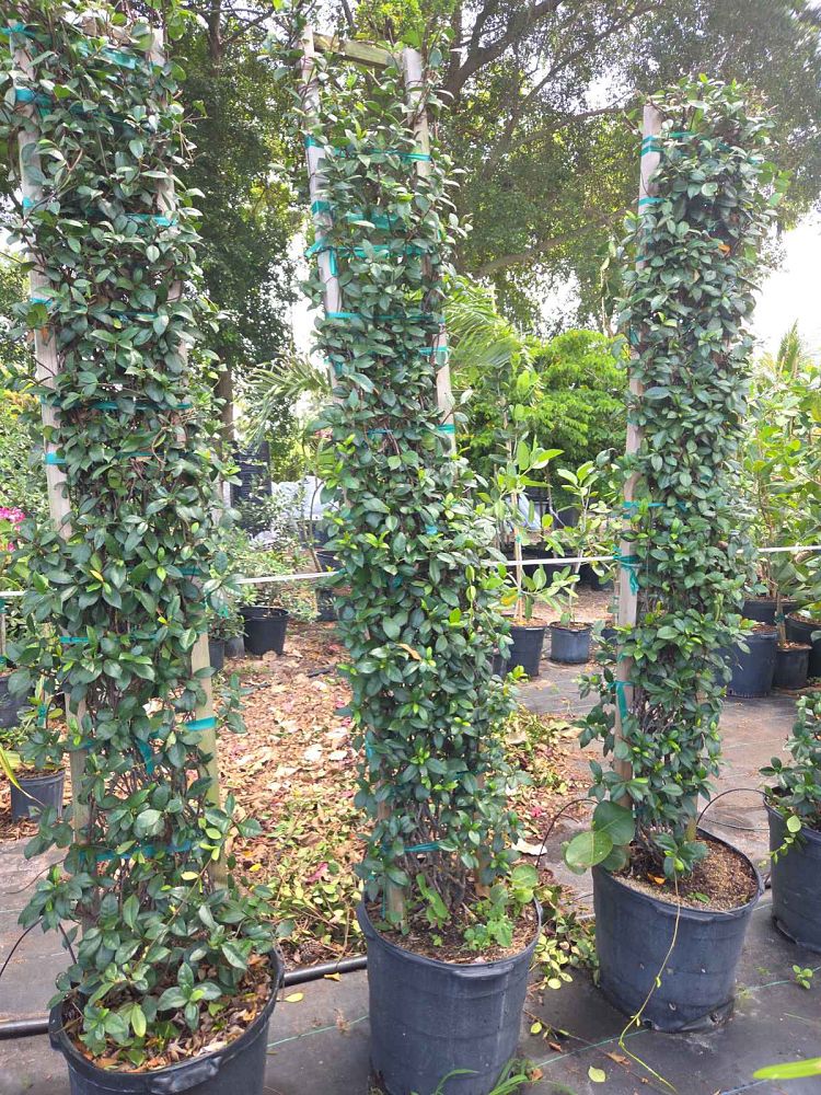 trachelospermum-jasminoides-confederate-jasmine
