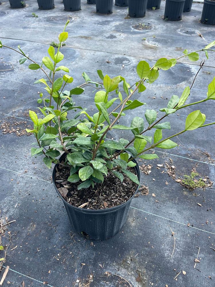 trachelospermum-jasminoides-confederate-jasmine