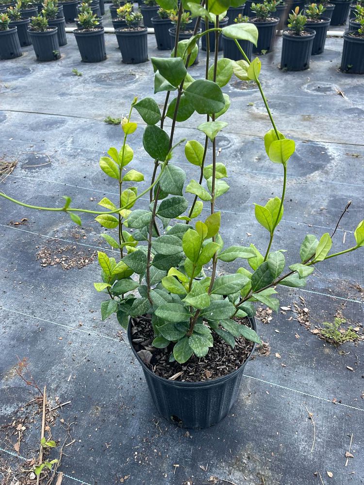 trachelospermum-jasminoides-confederate-jasmine