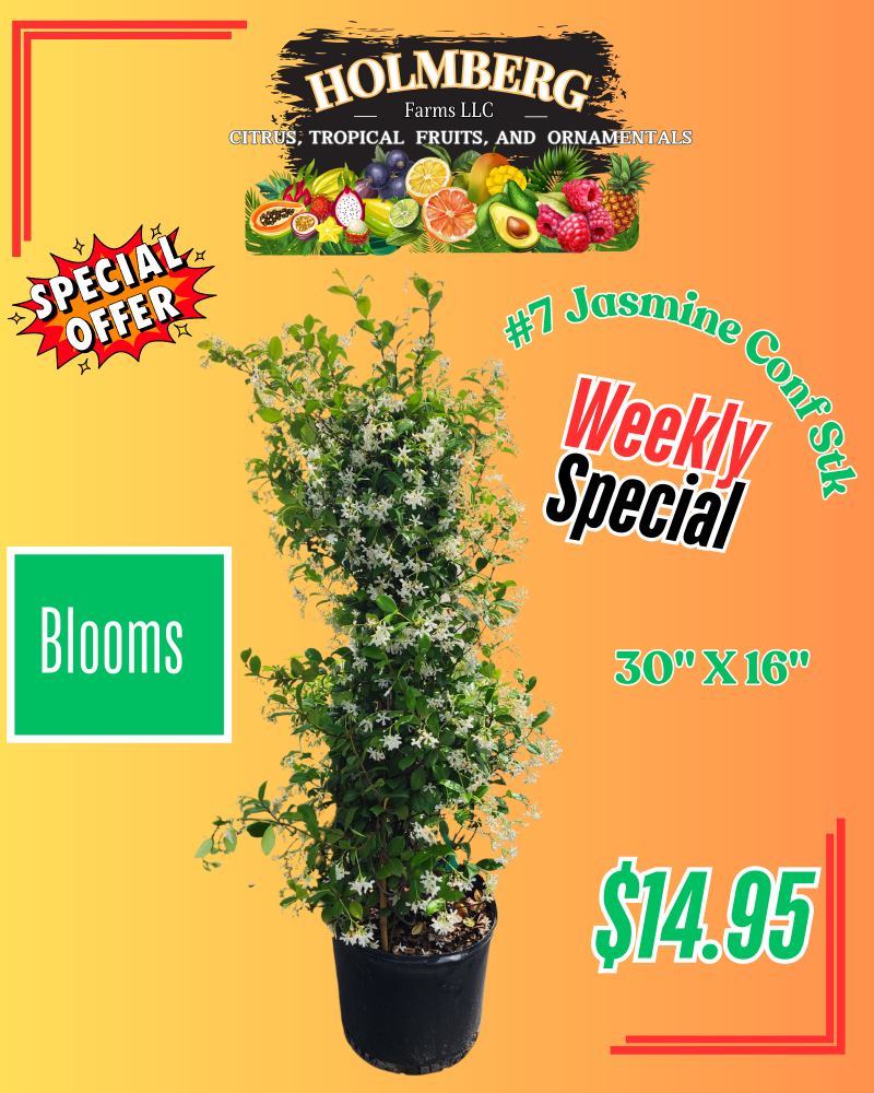 trachelospermum-jasminoides-confederate-jasmine