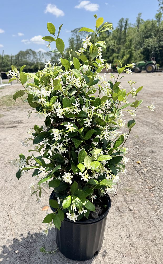 trachelospermum-jasminoides-confederate-jasmine