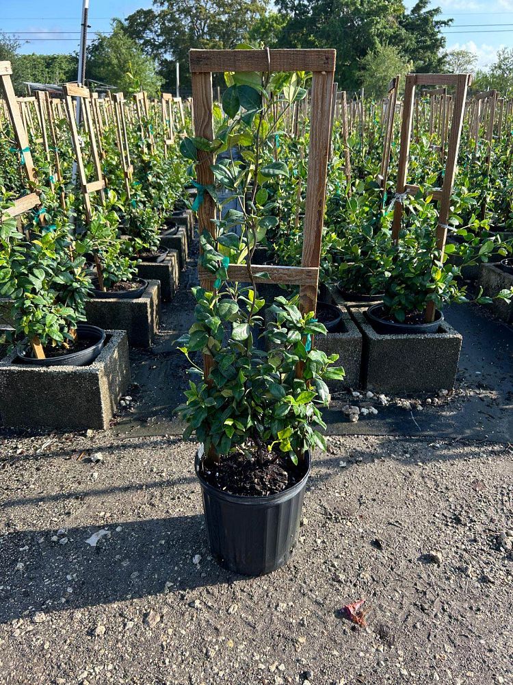 trachelospermum-jasminoides-confederate-jasmine