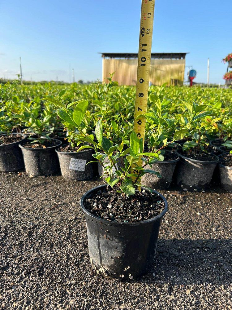 trachelospermum-jasminoides-confederate-jasmine