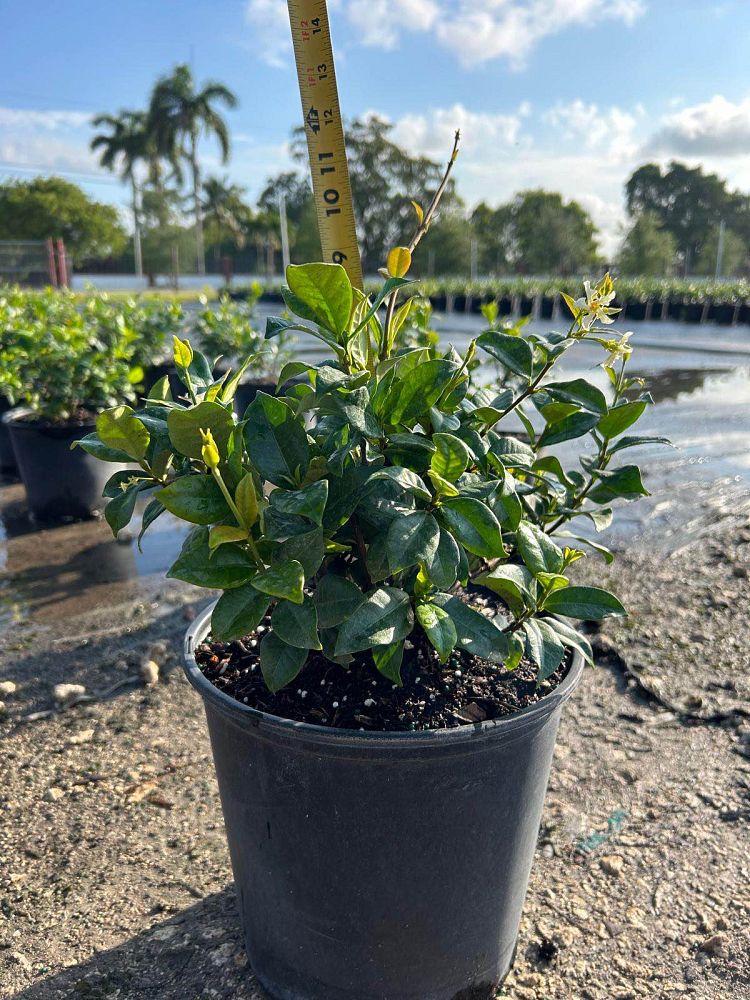 trachelospermum-jasminoides-confederate-jasmine