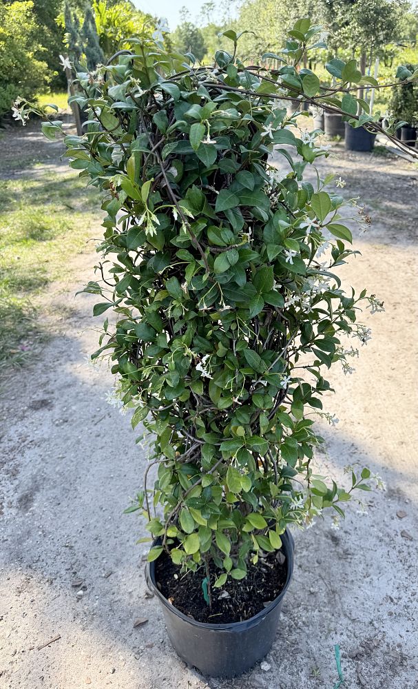 trachelospermum-jasminoides-confederate-jasmine