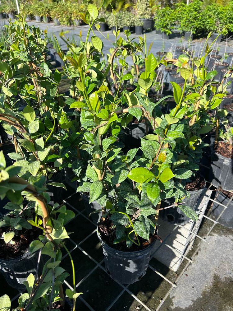 trachelospermum-jasminoides-confederate-jasmine