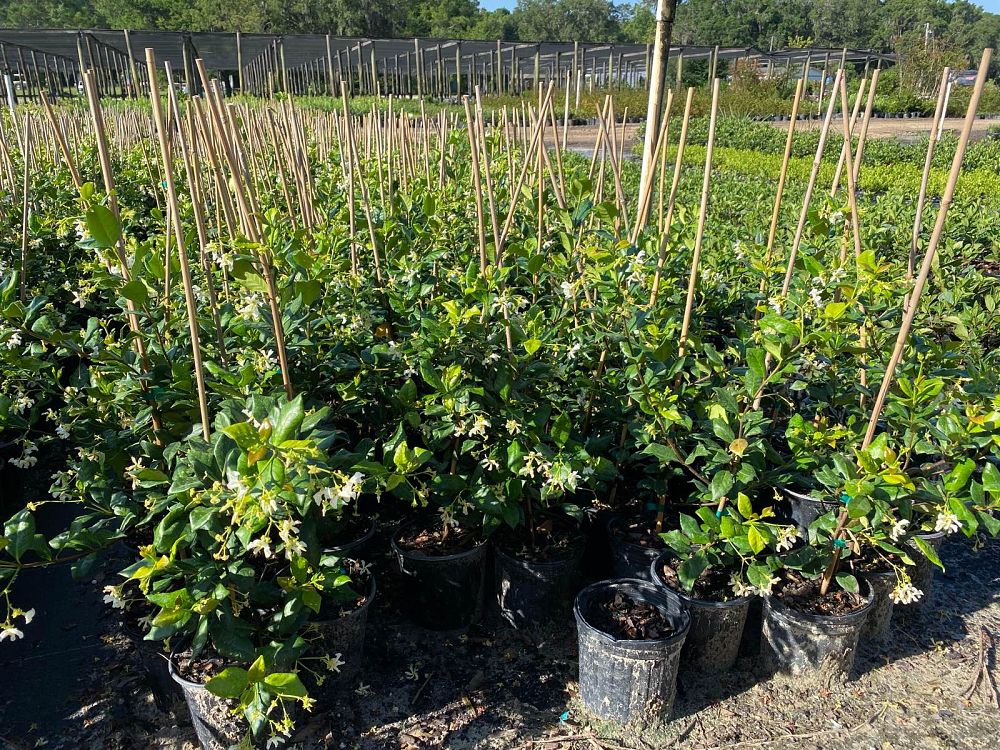 trachelospermum-jasminoides-confederate-jasmine