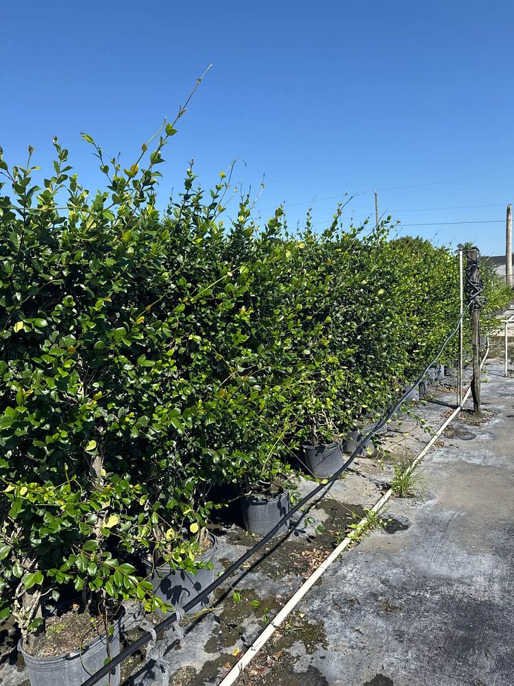 trachelospermum-jasminoides-confederate-jasmine