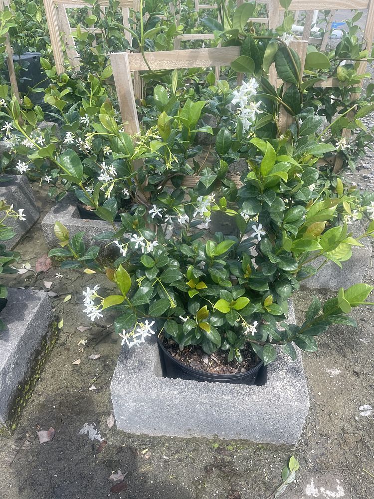 trachelospermum-jasminoides-confederate-jasmine